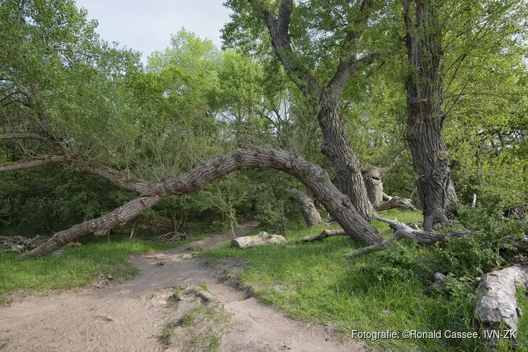 Beleef Fête de la Nature. Een mindful avond-duintocht in Nationaal Park Zuid-Kennemerland