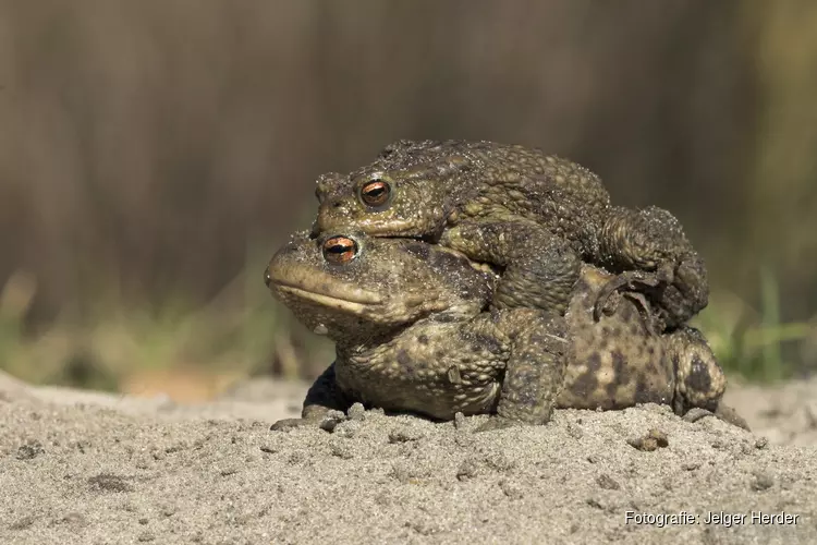 Paddentrek weer in aantocht