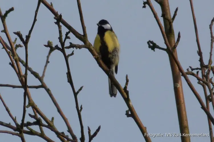 Vogelzang op Elswout, excursie op 17 maart