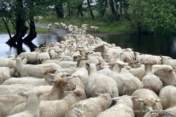 Schapendag op Duin en Kruidberg